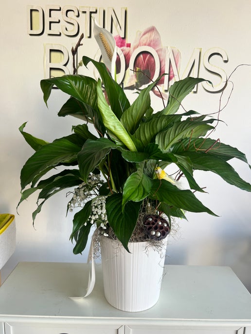 Peace Lilly Blooming Plant - in Destin, FL