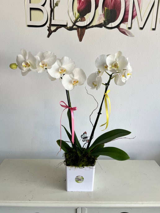 Blooming Orchid - in Destin, FL