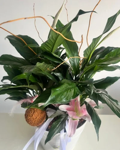 Peace Lilly Blooming Plant - in Destin, FL thumbnail 3