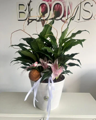 Peace Lilly Blooming Plant - in Destin, FL thumbnail 4