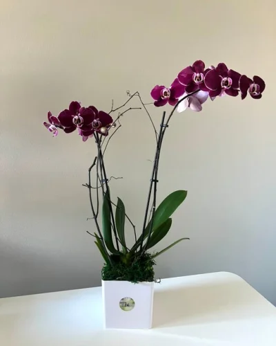 Blooming Orchid - in Destin, FL thumbnail 5